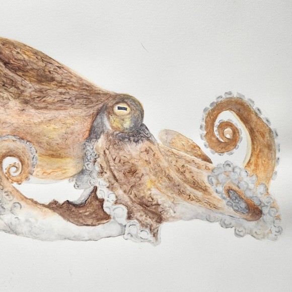 Octopus Watercolor Painting Original 9x12 Handmade Watercolor Paper - Picture 4 of 5